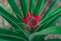 Closeup shot of a pineapple plant growing in a garden Royalty Free Stock Photo