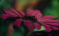 Closeup shot  of a pink African daisy flower on green background Royalty Free Stock Photo