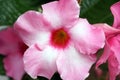 Closeup shot of pink Allamanda Genus flowers