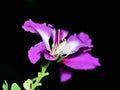 Closeup shot of a pink Amaryllis rose flower at night Royalty Free Stock Photo