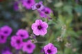 Closeup shot of pink Ashy cranesbill flowers