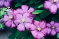 Closeup shot of pink Ashy cranesbill flowers