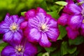 Closeup shot of pink Ashy cranesbill flowers