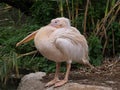 Closeup shot of the Pink-backed pelican Royalty Free Stock Photo