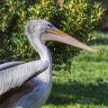 Closeup shot of a pink-backed pelican Royalty Free Stock Photo