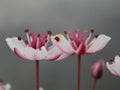 Closeup shot of the pink Butomus (Butomaceae) Royalty Free Stock Photo