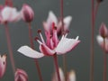 Closeup shot of the pink Butomus (Butomaceae) Royalty Free Stock Photo