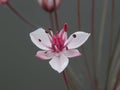 Closeup shot of the pink Butomus (Butomaceae) Royalty Free Stock Photo