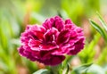 Closeup shot of a pink carnation flower in the garden against a green background Royalty Free Stock Photo