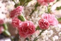 Closeup shot of pink carnation flowers Royalty Free Stock Photo