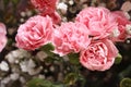 Closeup shot of pink carnation flowers Royalty Free Stock Photo