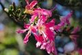 Closeup shot of pink ceiba flowers on tree branches against a blurred background