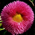 Closeup shot of a pink chrysanth on a blurry background