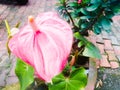 A closeup shot of pink color anthurium flower with long spadix, large spathe and large green leaves. Royalty Free Stock Photo