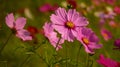 Closeup shot of pink Cosmos Bipinnatus flower on a background of a blurred flower field Royalty Free Stock Photo