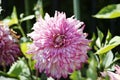 Closeup shot of a pink Dahlia flower blooming in the garden under a sunlight Royalty Free Stock Photo