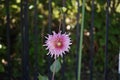 Closeup shot of a pink Dahlia flower blooming in the garden under a sunlight Royalty Free Stock Photo