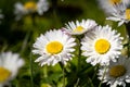 Closeup shot of pink-edged white daisies growing in a field