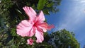 Closeup shot of a pink exotic hibiscus flower under blue sky