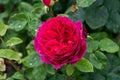 Closeup shot of a pink Falstaff rose in the garden Royalty Free Stock Photo