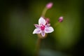 Closeup shot of a pink Flowering rush with gentle petals on an isolated background Royalty Free Stock Photo