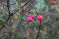 Closeup shot of pink flowers with fruits of euonymus europaeus