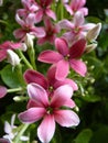 Closeup shot of pink flowers Gilliflower