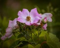 Closeup shot of pink gentle Roses on a blurred background