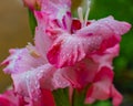 Closeup shot of a pink gladiolus flower covered in water droplets in a blurred background Royalty Free Stock Photo