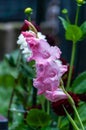 Closeup shot of the pink gladiolus flower in the garden Royalty Free Stock Photo