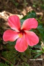 Closeup shot of the pink Hawaiian hibiscus flowers