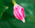 Closeup shot of a pink hibiscus bud Royalty Free Stock Photo