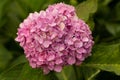 Closeup shot of a pink Hydrangea flower blooming in the garden on a background of green leaves Royalty Free Stock Photo