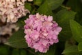 Closeup shot of a pink Hydrangea flower blooming in the garden on a background of green leaves Royalty Free Stock Photo