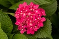 Closeup shot of pink Hydrangea flowers blooming in the garden on a green leaves background Royalty Free Stock Photo