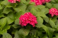 Closeup shot of pink Hydrangea flowers blooming in the garden on a green leaves background Royalty Free Stock Photo