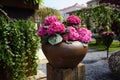 Closeup shot of pink hydrangea flowers in a pot Royalty Free Stock Photo