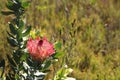 Closeup shot of a pink king protea blooming on a blurred background Royalty Free Stock Photo