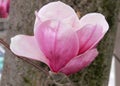Closeup shot of a pink magnolia flower with delicate petals and a blur background of a tree bark