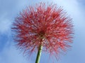 Closeup shot of pink Mimosa pudica flower Royalty Free Stock Photo