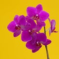 Closeup shot of a pink moth orchid on a yellow background Royalty Free Stock Photo