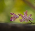 Closeup shot of a pink orchid flower on blurred green background Royalty Free Stock Photo