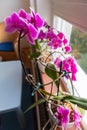 Closeup shot of a pink orchid flower Royalty Free Stock Photo