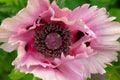 Closeup shot of a pink oriental poppy flower in a garden in daylight Royalty Free Stock Photo