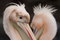 Closeup shot of a pink pelican with a red eye Royalty Free Stock Photo