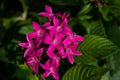 Closeup shot of pink Pentas lanceolata flowers. Royalty Free Stock Photo