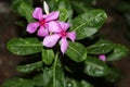 Closeup shot of a pink periwinkle flower Royalty Free Stock Photo