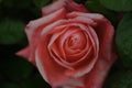 Closeup shot of a pink-petal Rosoideae hybrid tea rose, surrounded by green leaves in the garden Royalty Free Stock Photo