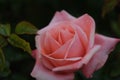 Closeup shot of a pink-petal Rosoideae hybrid tea rose, surrounded by green leaves in the garden Royalty Free Stock Photo