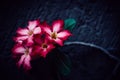 Closeup shot of pink-petaled flowers on a black background Royalty Free Stock Photo